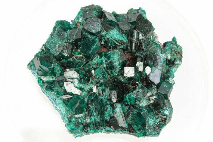 Lustrous Dioptase Crystal Cluster - Republic of the Congo #266266